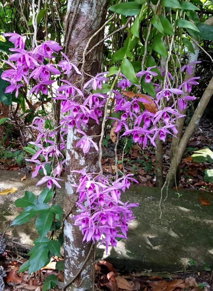 Kim's Garden Anda (Visayas)